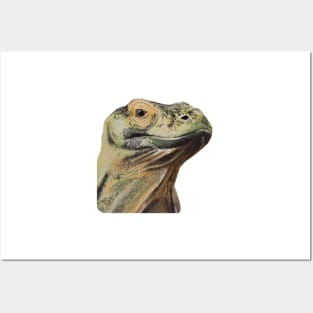 Komodo Dragon Posters and Art